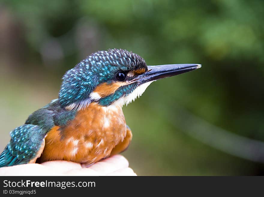 Common Kingfisher (Alcedo Atthis)