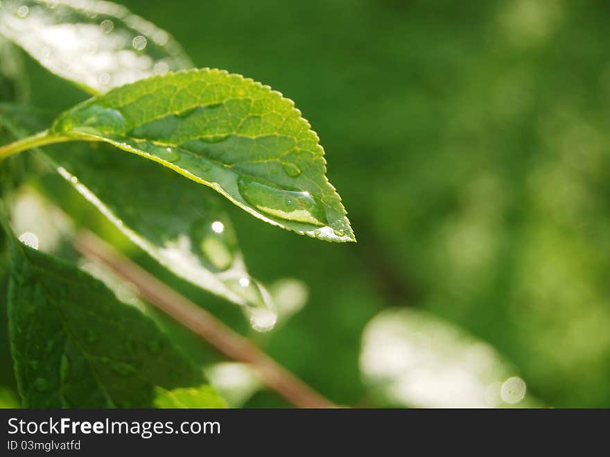 Green leaf with water drop