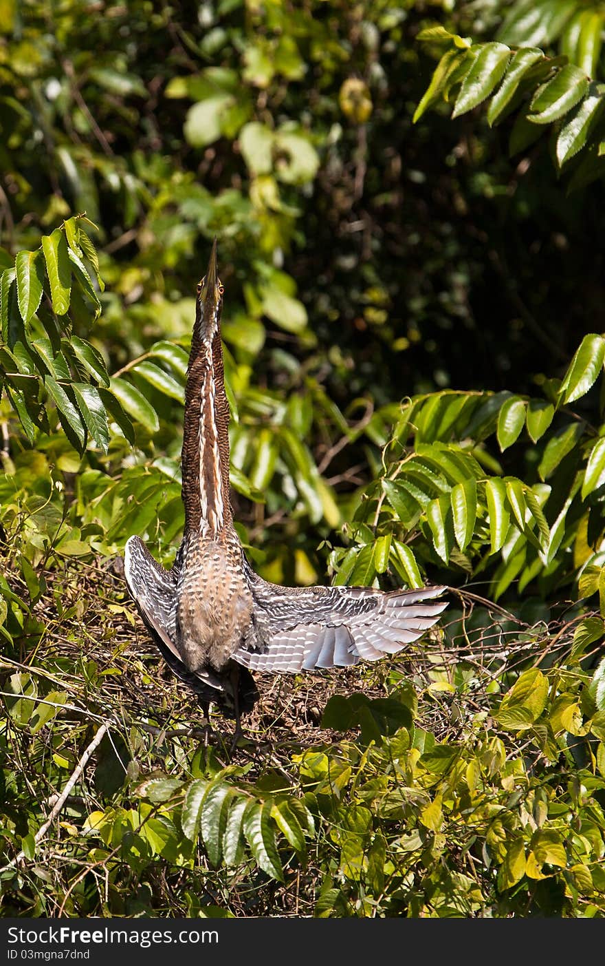 A Boasting Rufescent Tiger Heron