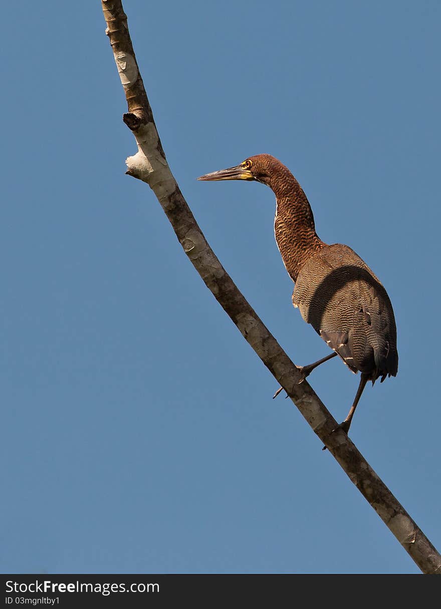 Rufescent Tiger Heron perching on branch