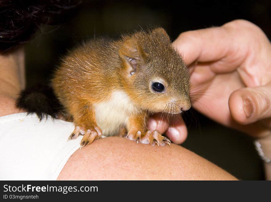 European Red Squirrel Baby