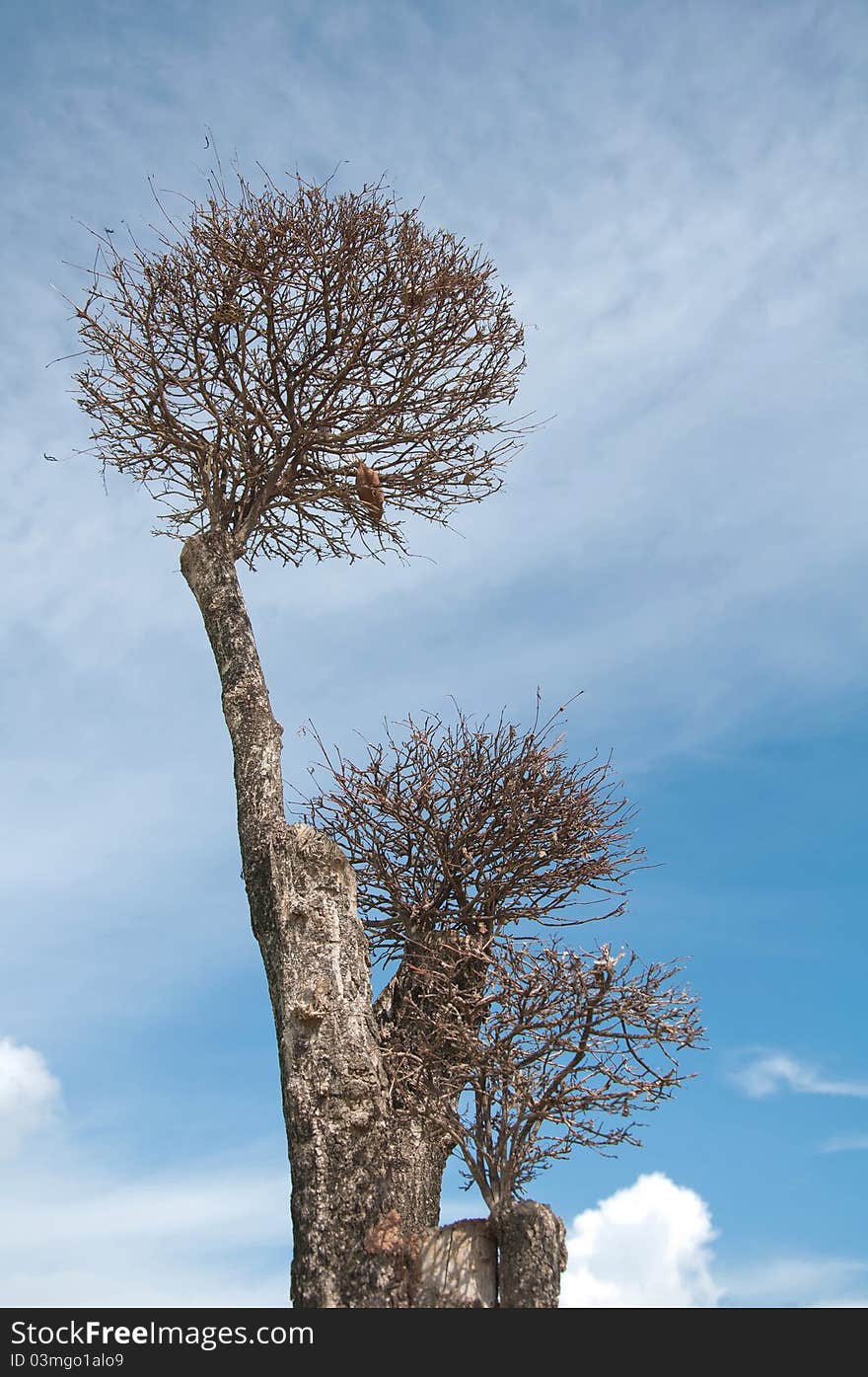 The dead tree was taken in the cloudy-and-blue sky. It represent the unsuccessful to live in the wild.