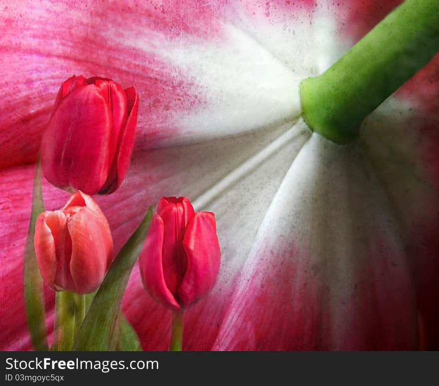 Bright tulips create an artistic montage of floral art. Bright tulips create an artistic montage of floral art