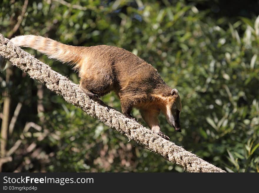 Coati