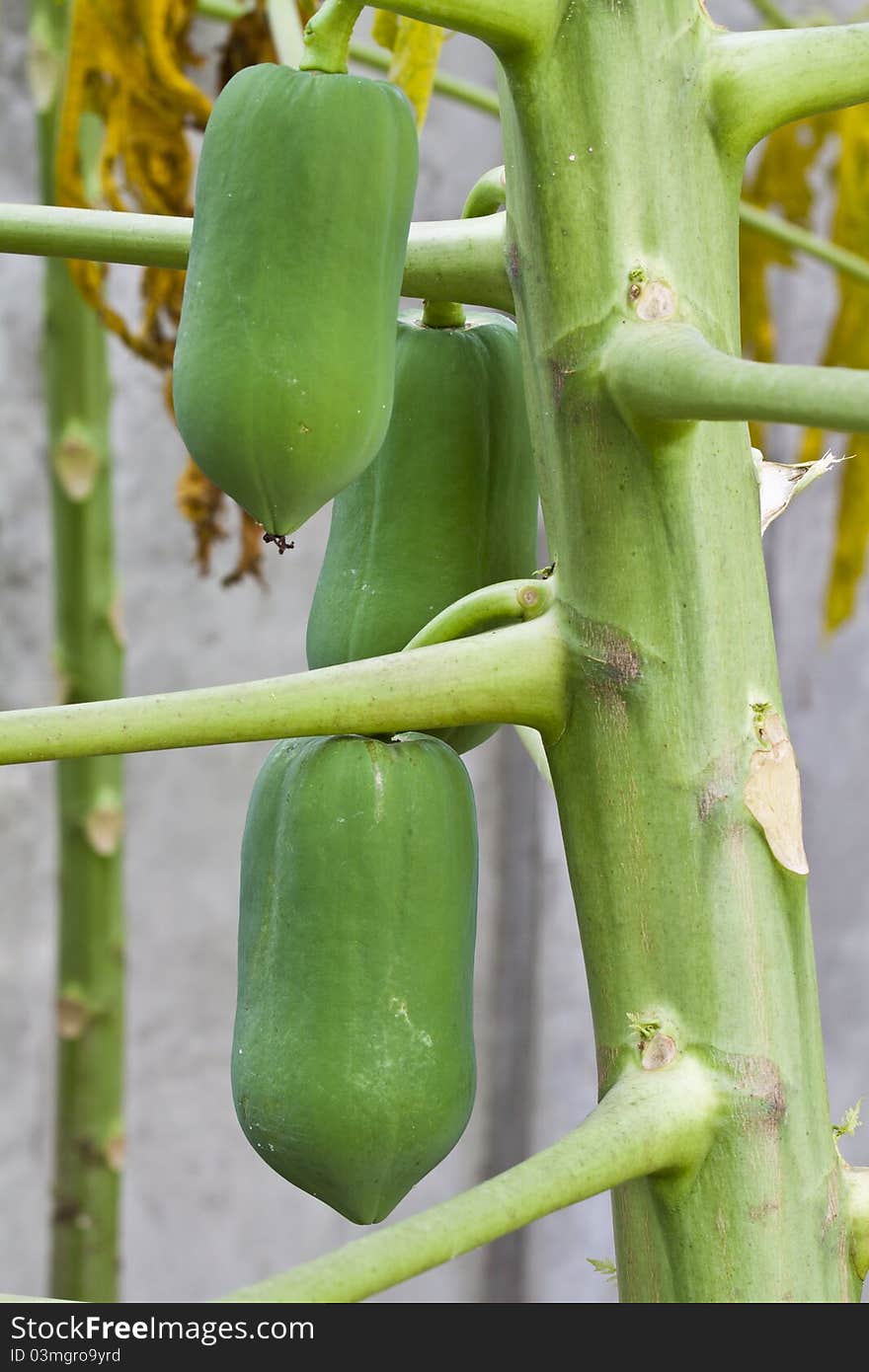 Papaya is used for making fruit salad.