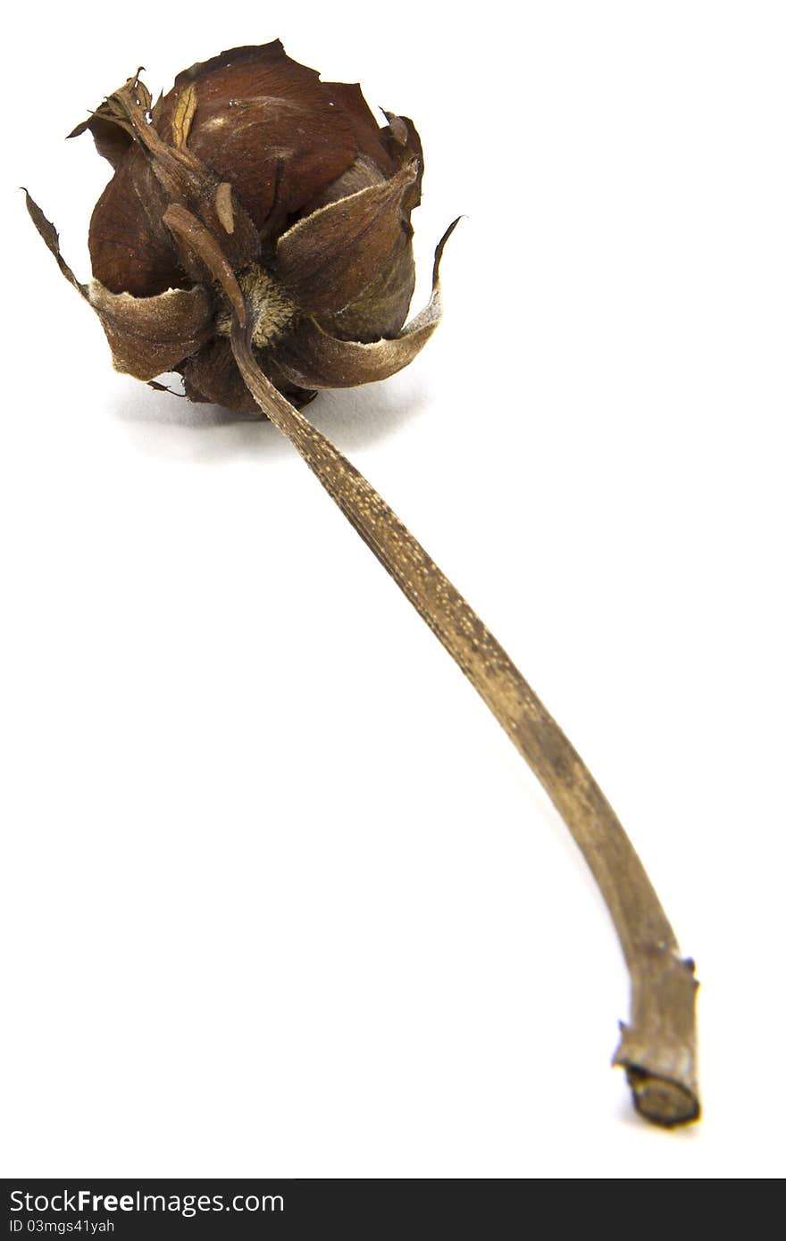 Dried rose on a white background