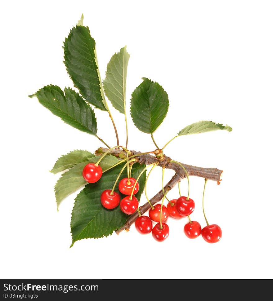 Pink fruits of a cherry