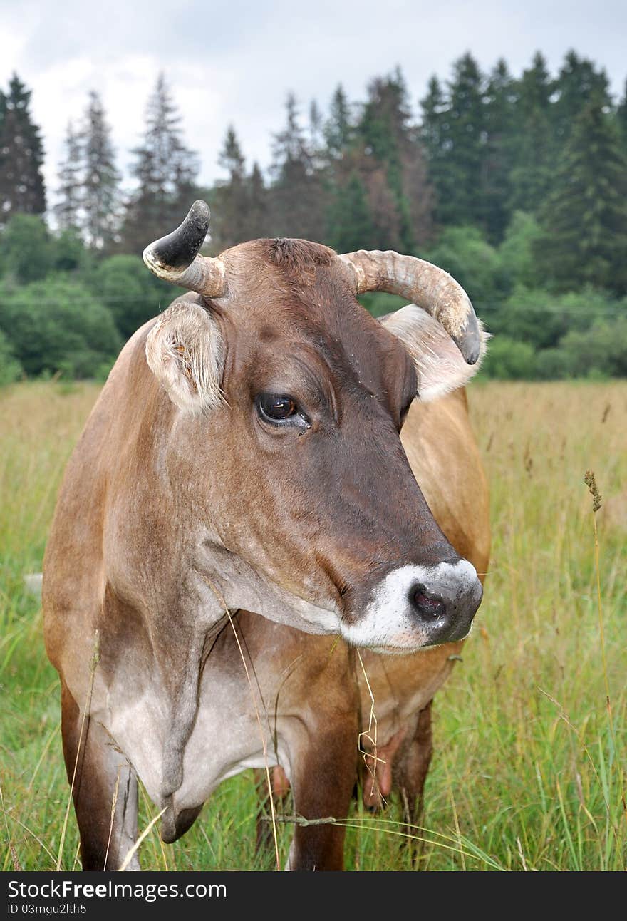 The brown cow