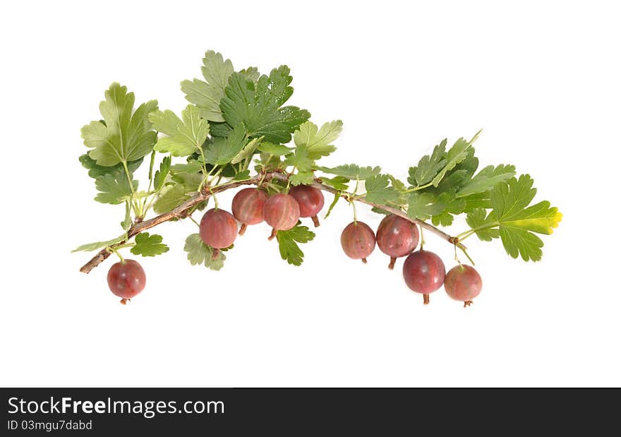 Red Berries Of A Gooseberry