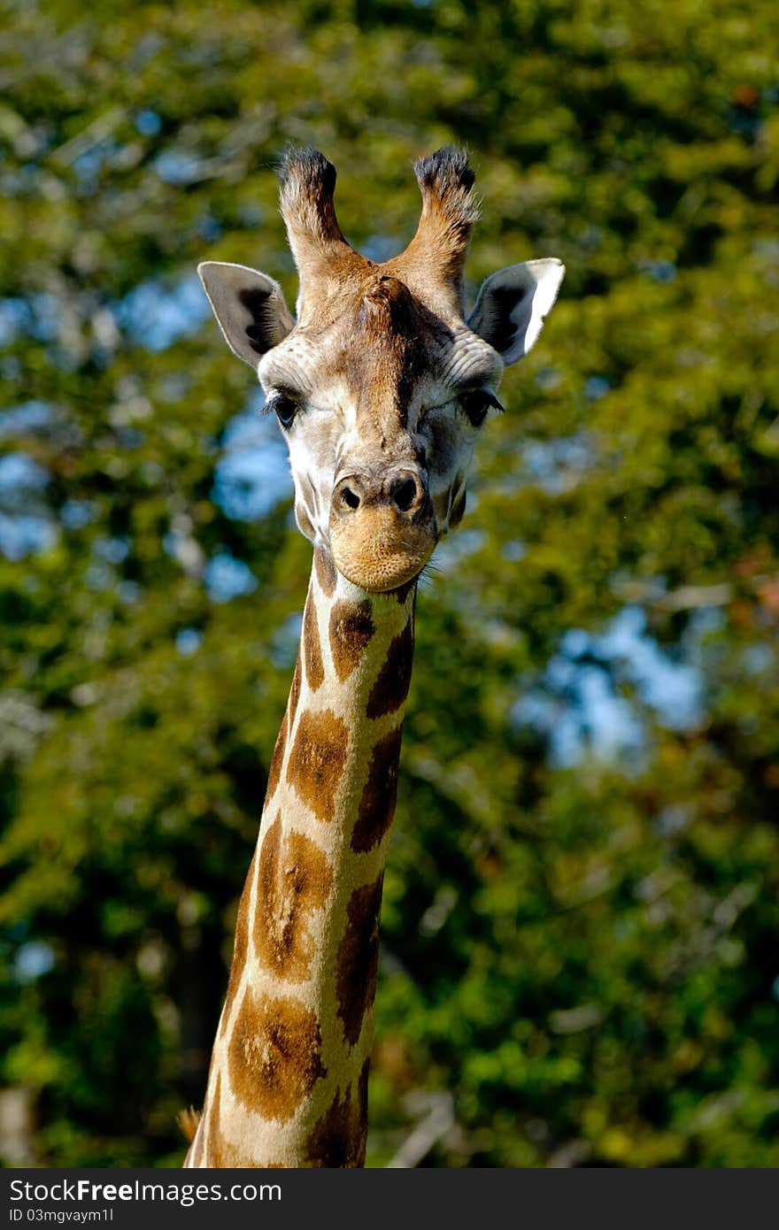 A sweet giraff is standing and looking.