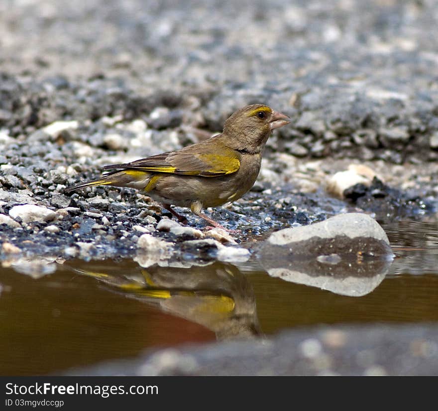 Green-finch (Carduelis Chloris)