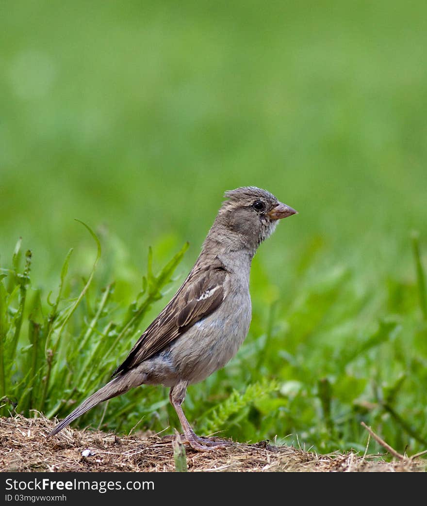 Sparrow (Passer domesticus)