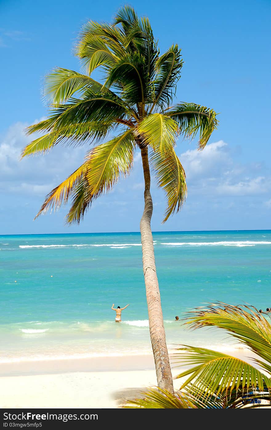 Caribbean beach with palm and white sand with the coast in the background