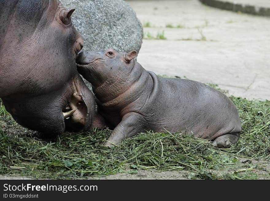 The female adult hippotamus with her juvenile. The female adult hippotamus with her juvenile.