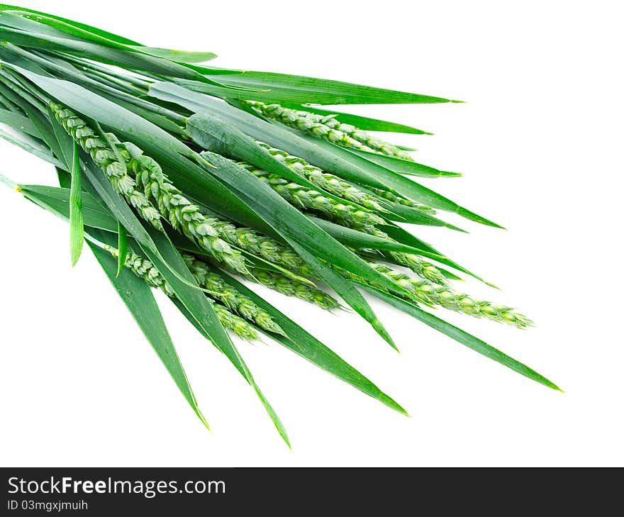 Green rye spikes on white background.