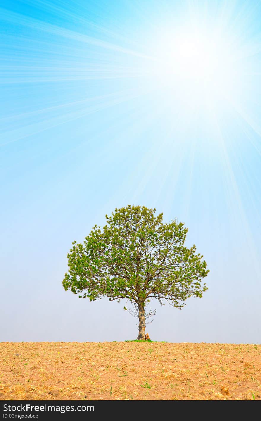 Tree and sun on blue sky, around on the ploughed earth.