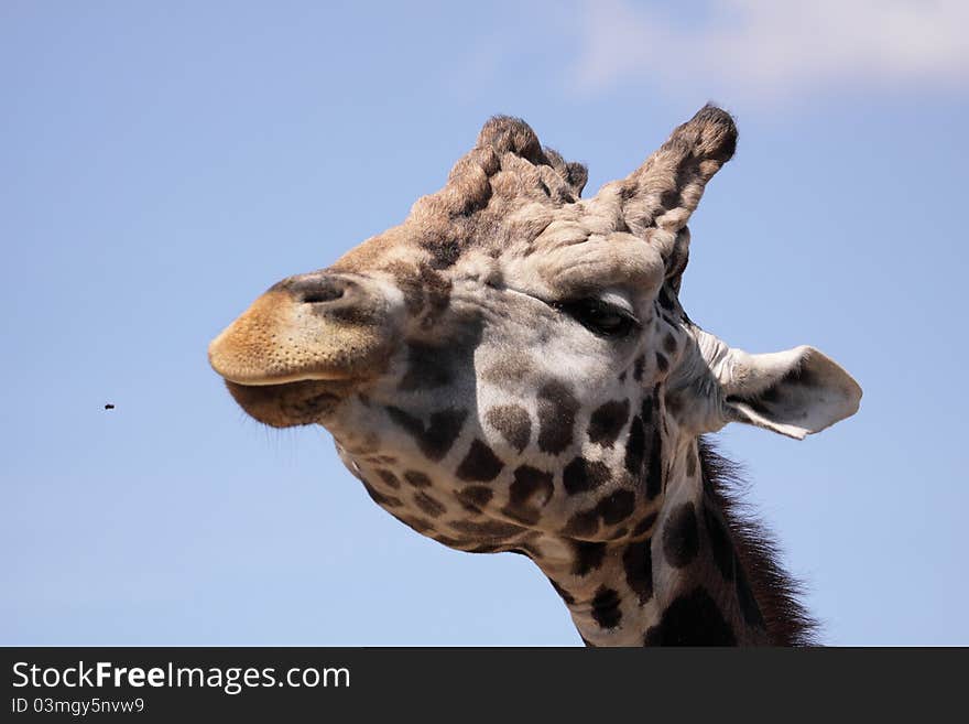 The Rothschild giraffe looking at the bee. The Rothschild giraffe looking at the bee.