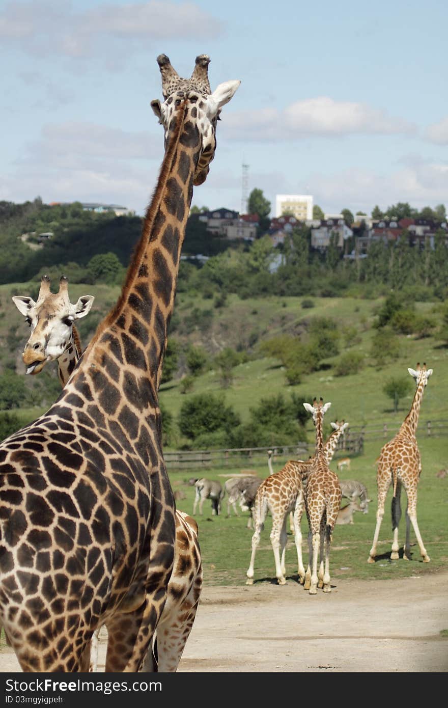 The pack of Rothschild giraffes.