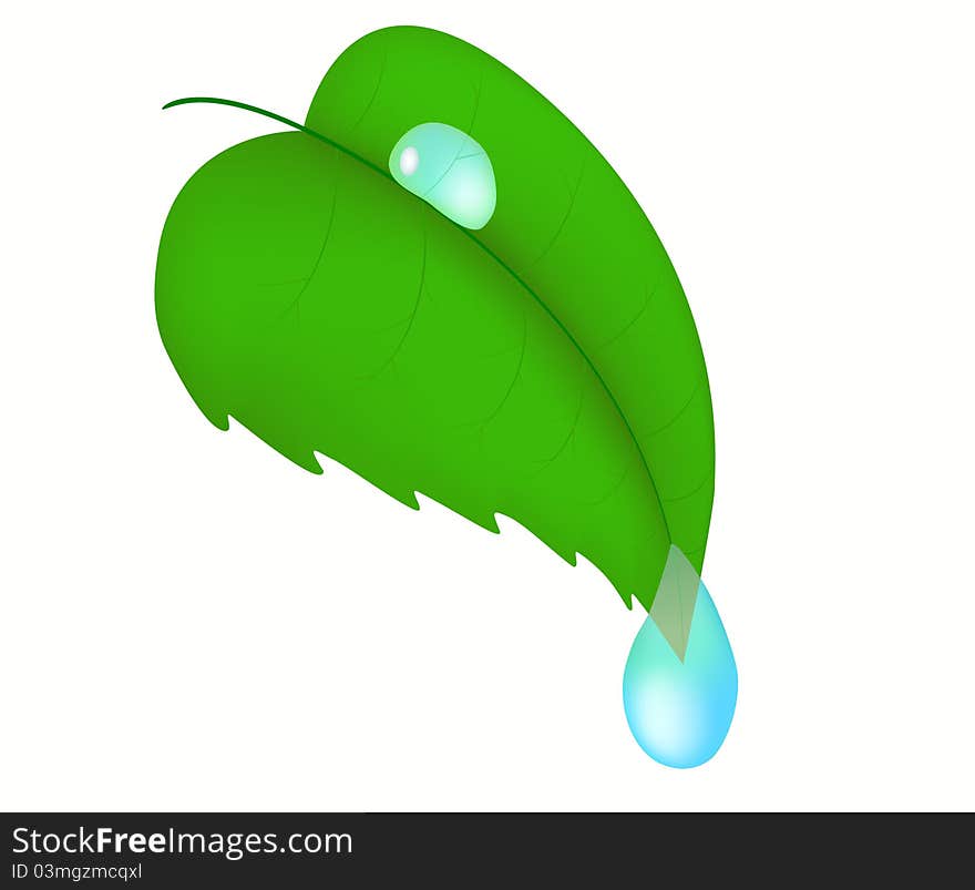 The green leaf with drops of water. The green leaf with drops of water.