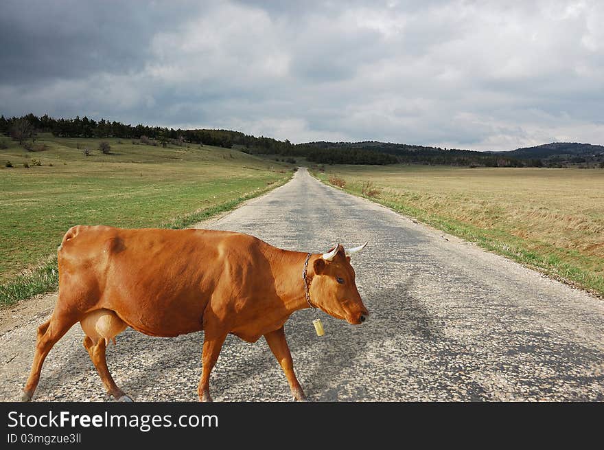 Brown cow on a road