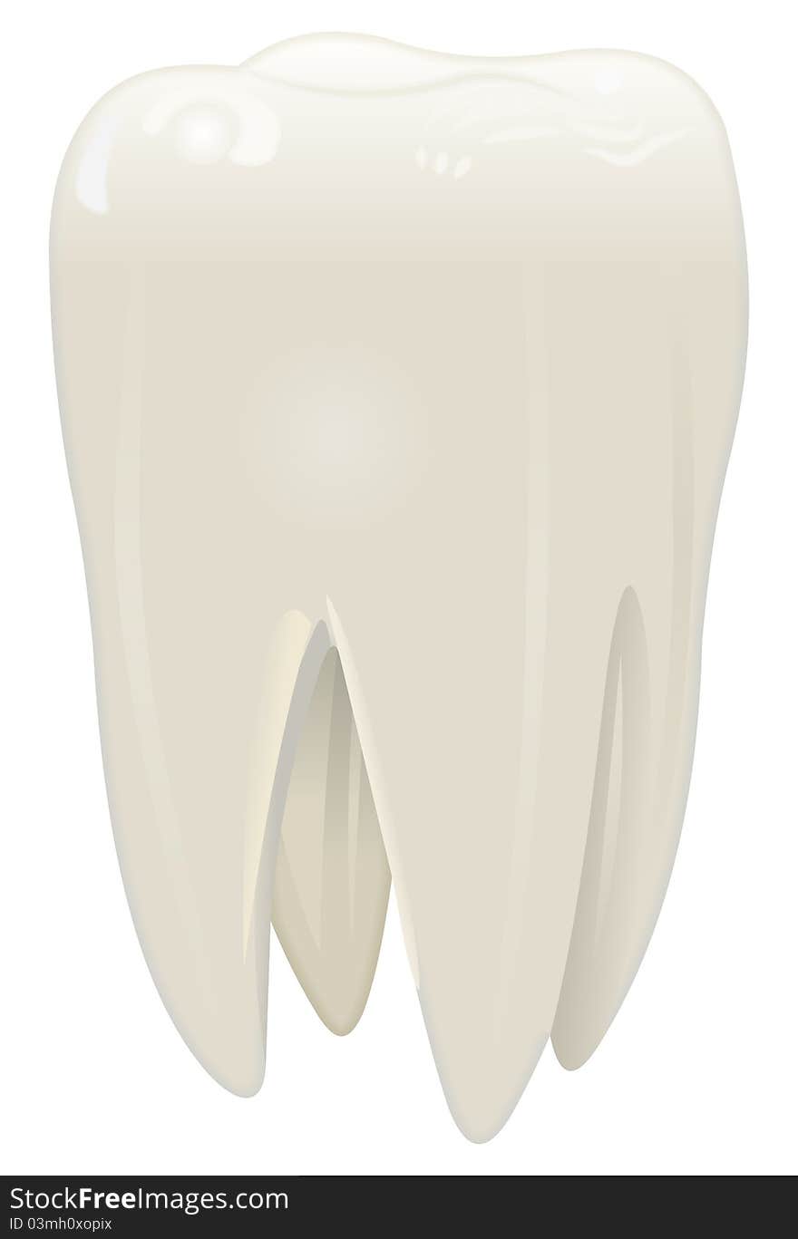 White tooth illustration in vector