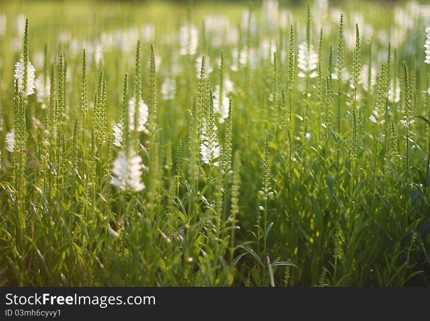 White Lupine