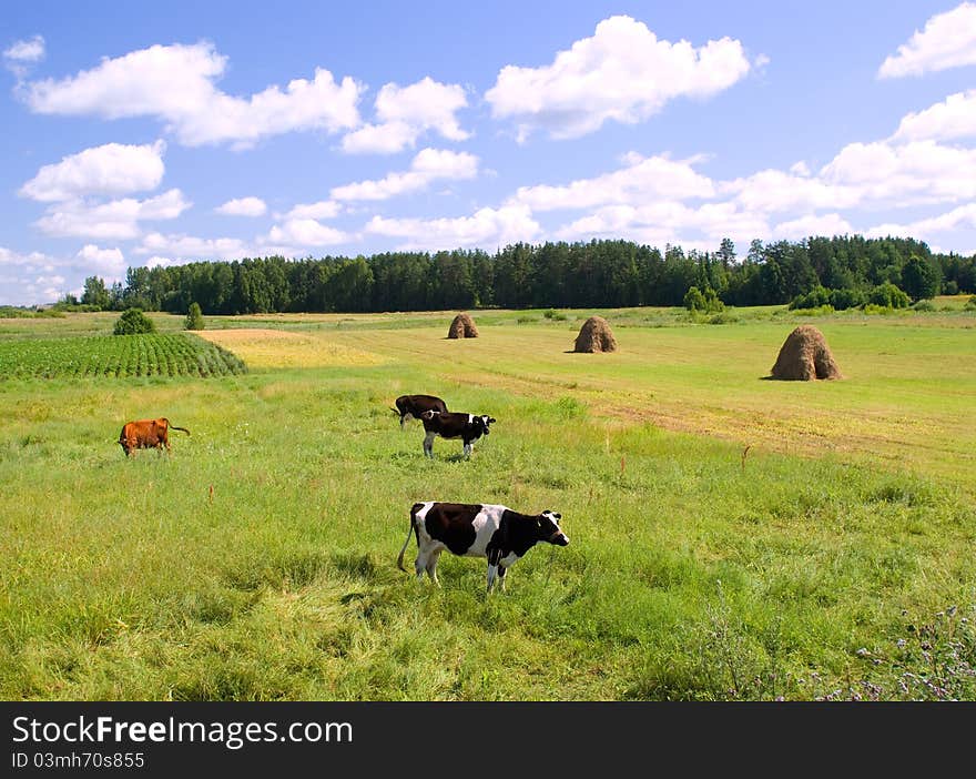 Cows on the green meadow on sunny day