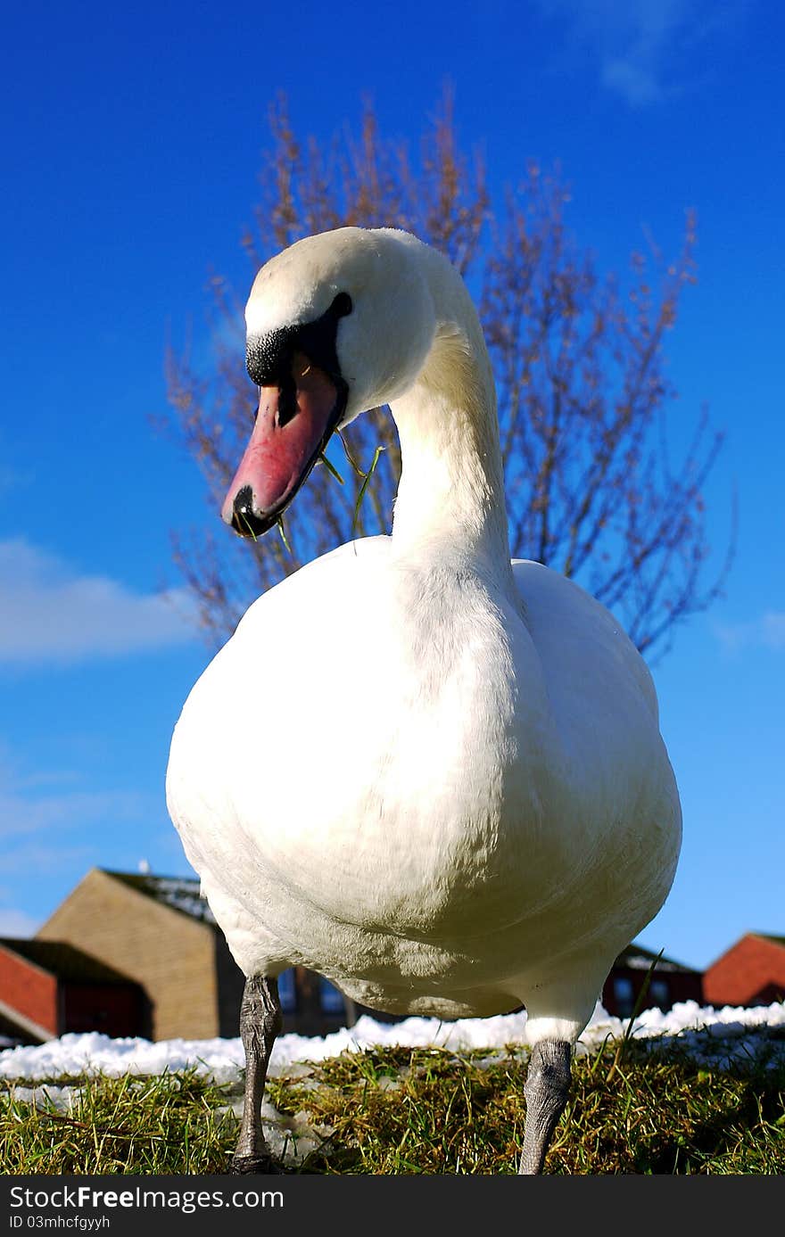 A graceful swan walking on the grass in winter. A graceful swan walking on the grass in winter