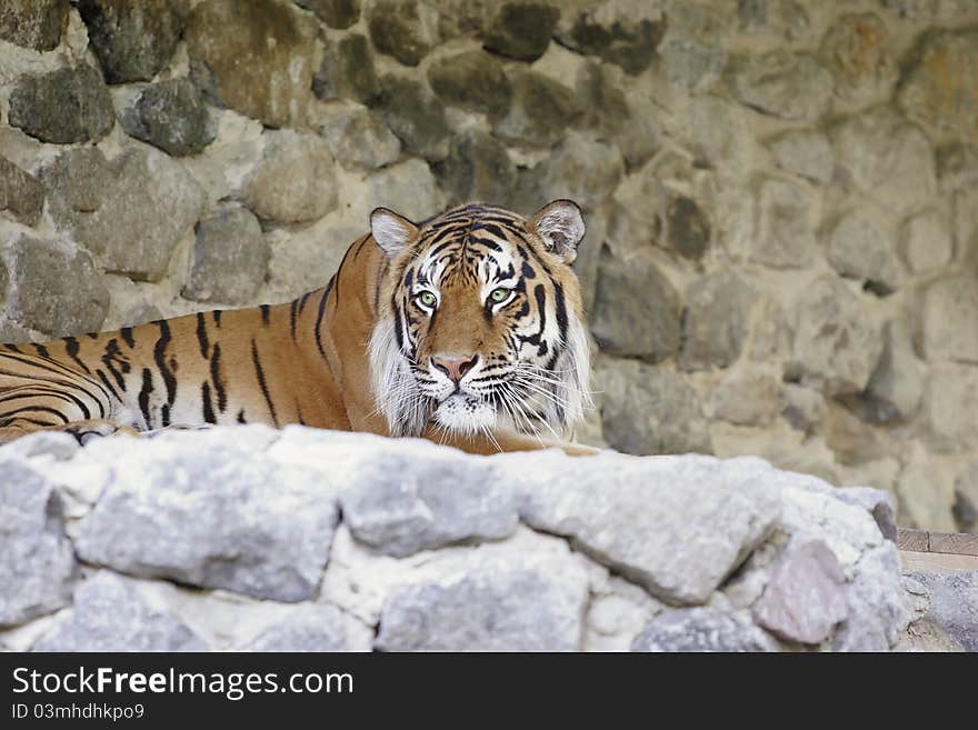 Bengal tiger lies on a stone mountain