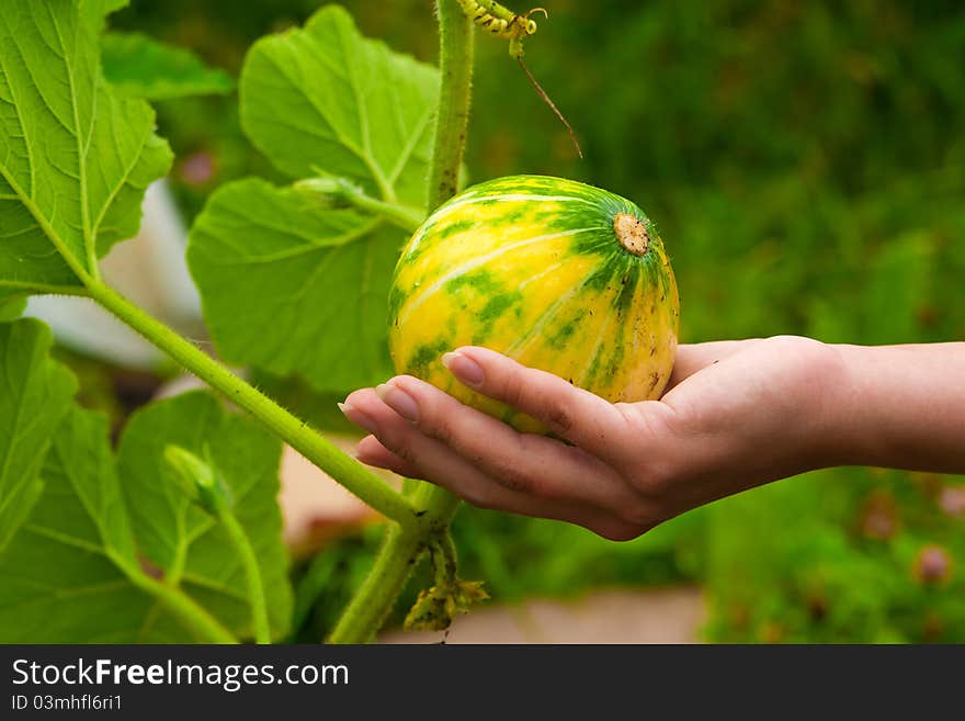 Young pumpkin in hand