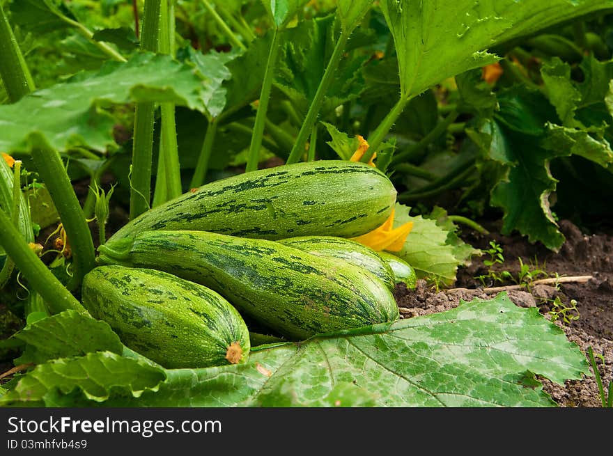 Flowering marrow with fruits