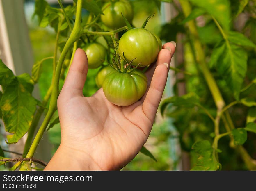 Green tomatoes on the palm in garden