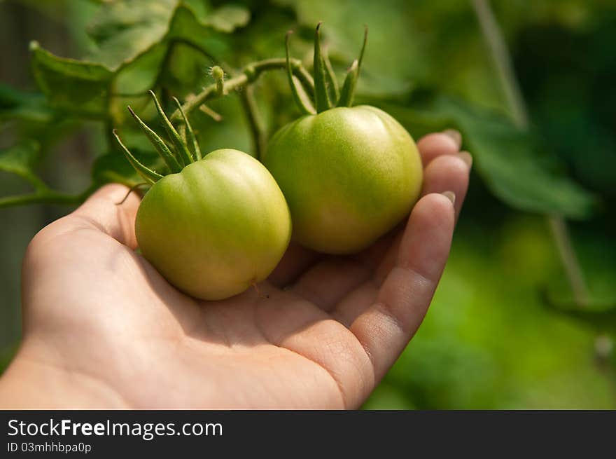 Green tomatoes on the palm in garden