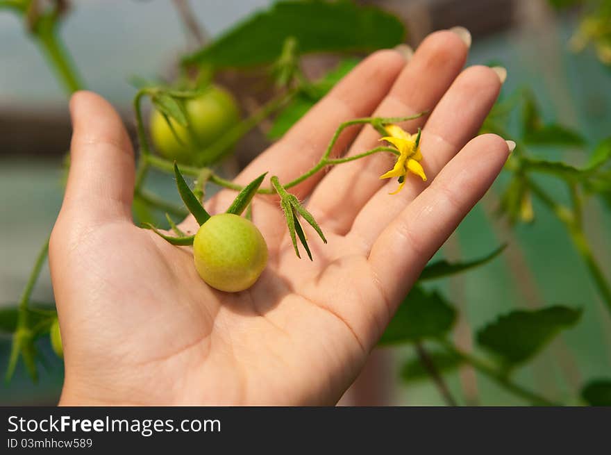 Tomatoes On The Palm