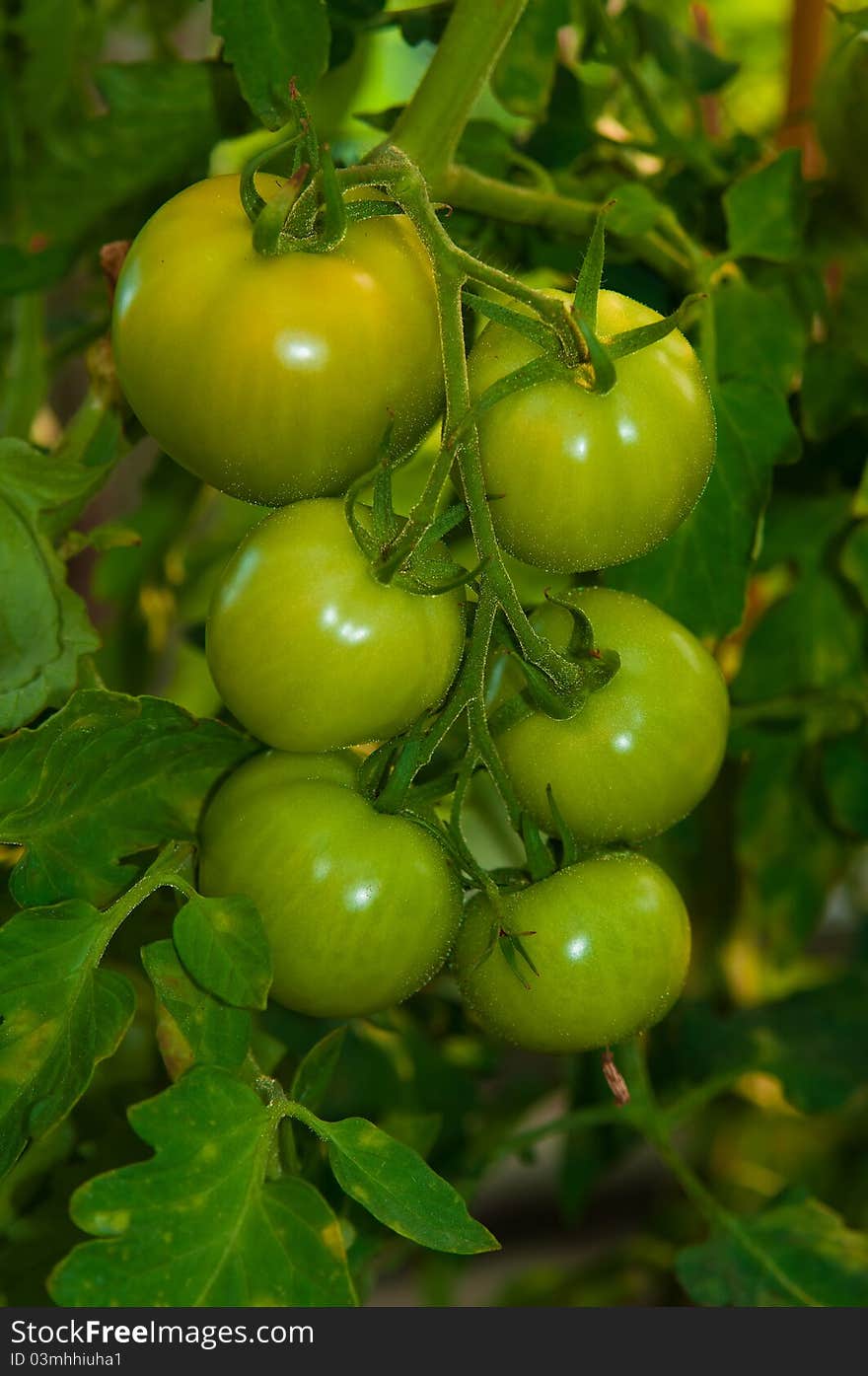 Green tomatoes growing on the branches in garden