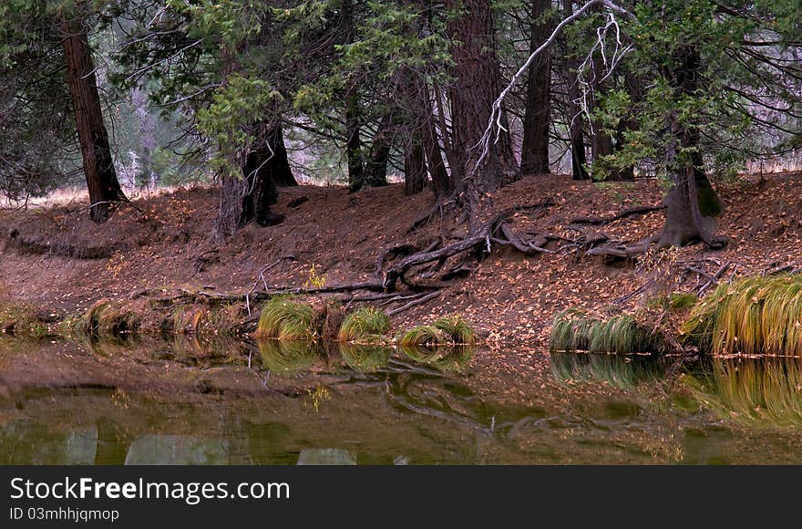 Forest reflection over the river