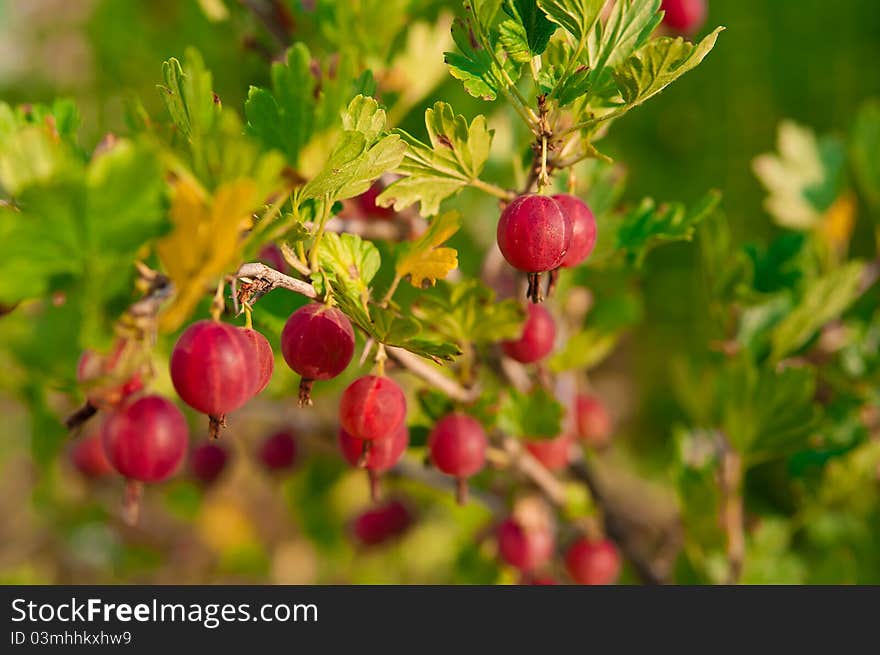 Ripe red gooseberry hanging from a branch. Ripe red gooseberry hanging from a branch