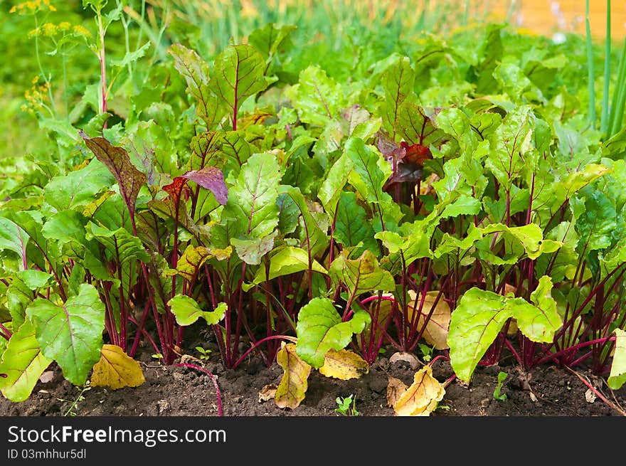 Red beetroot