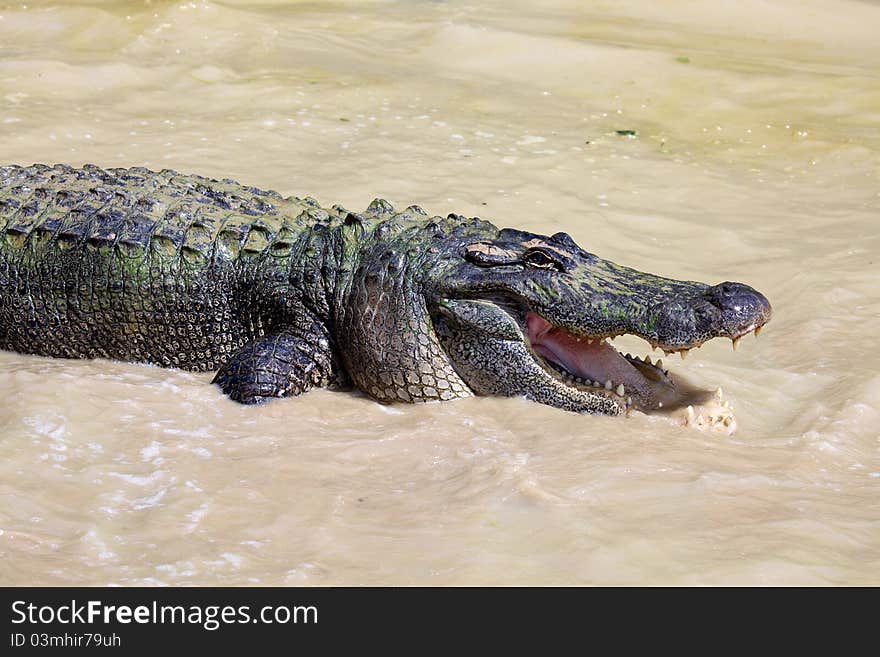 This large alligator waits in the water for a meal. This large alligator waits in the water for a meal.