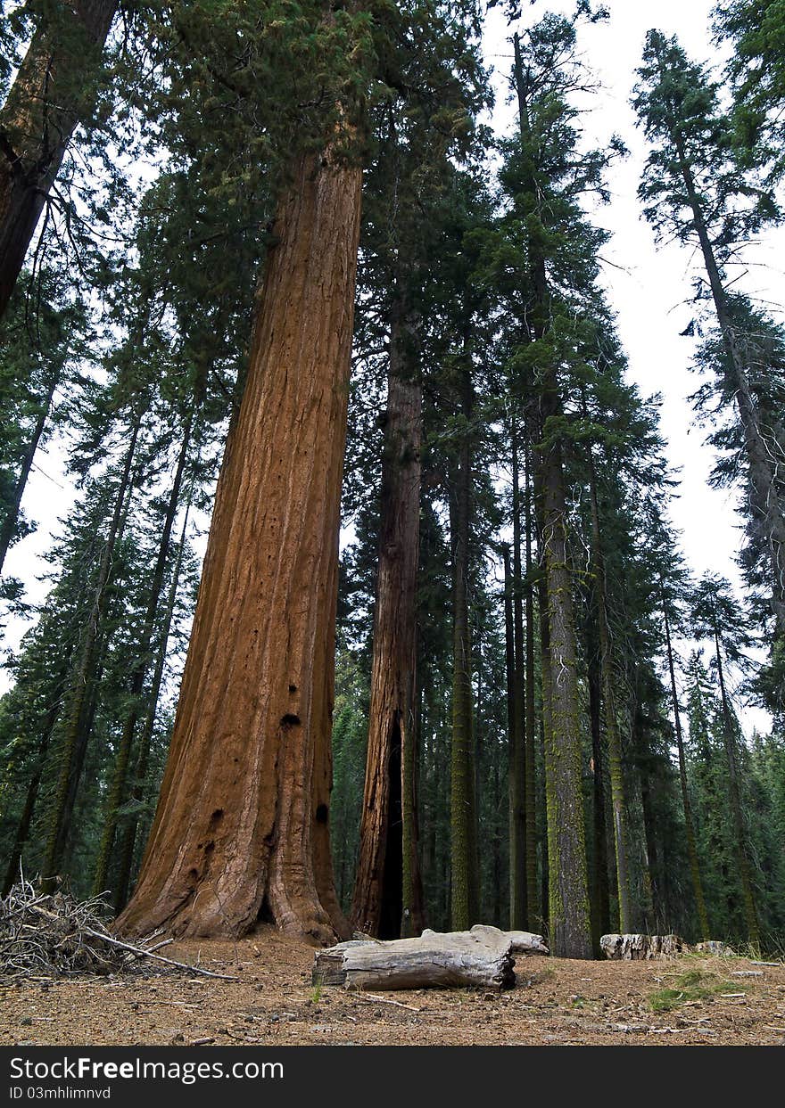 Wide angle view of giant sequoia trees in the mid afternoon light,sequoia national park,california. Wide angle view of giant sequoia trees in the mid afternoon light,sequoia national park,california.