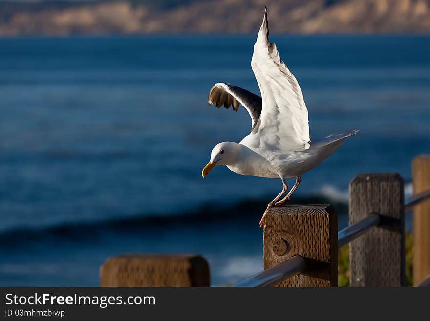 Seagull taking off from wooden pole at La Jolla , California