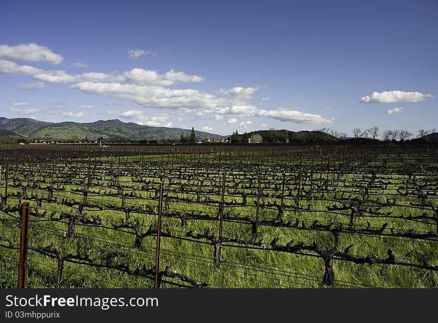 Wine yard in spring. Grapes just start growing. Wine yard in spring. Grapes just start growing