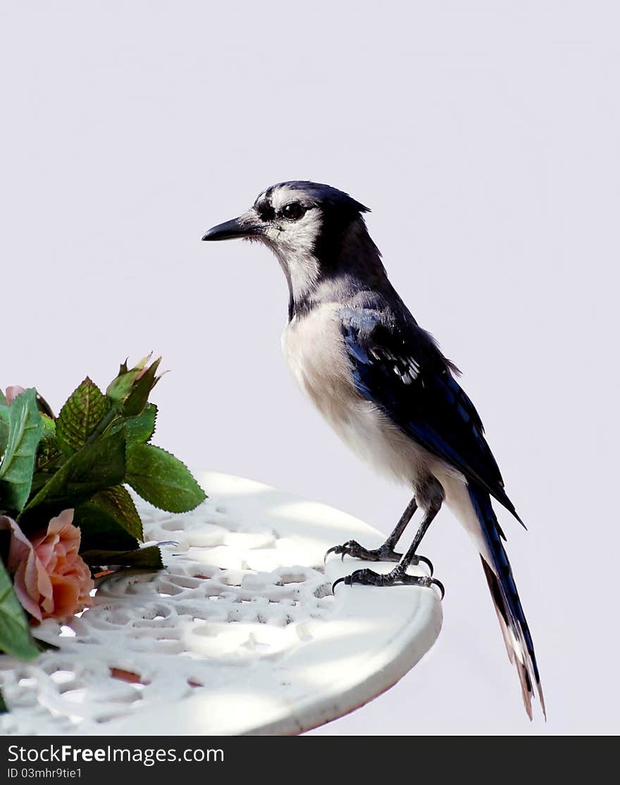 Closeup of Blue Jay on table on deck in the early morning