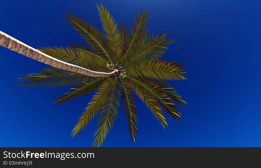 The blue sky and palm tree. The blue sky and palm tree