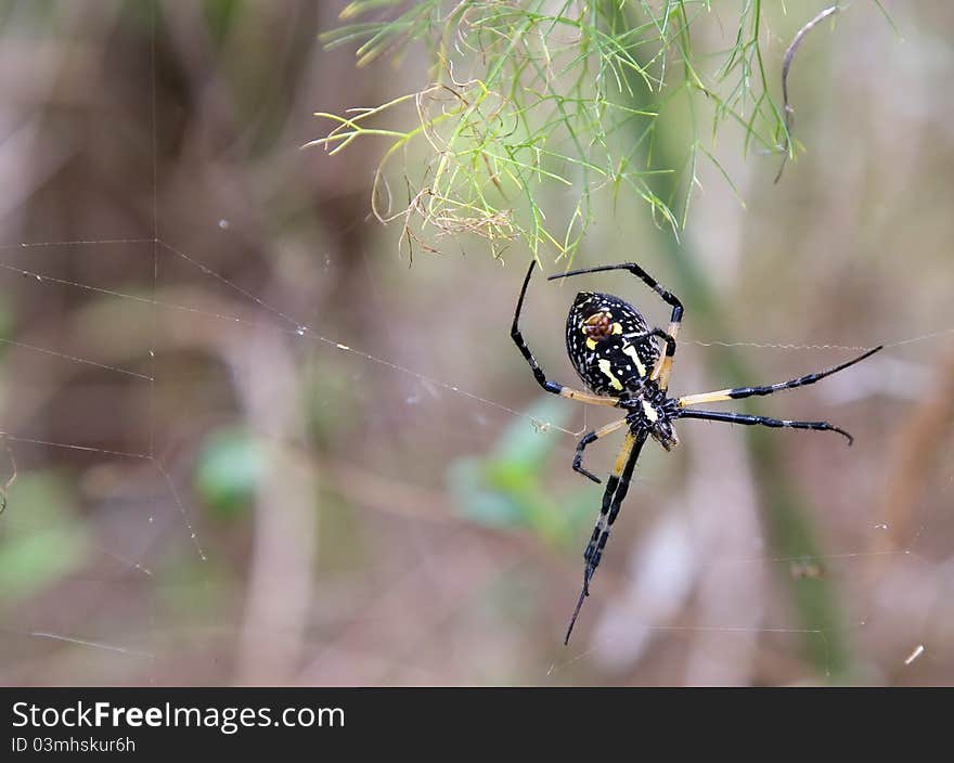 Argiope Aurantia Spider