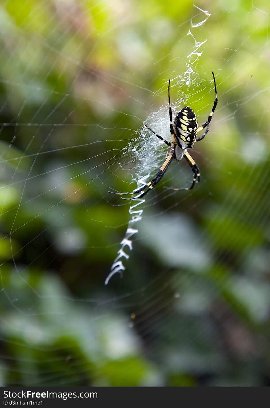 Argiope Aurantia Spider in web