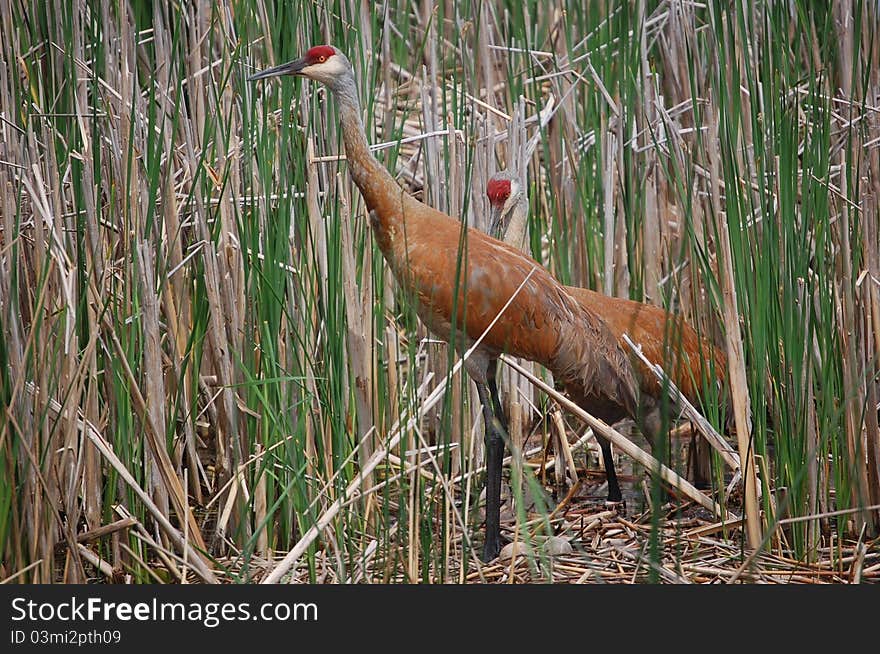 Nesting Sandhill Cranes