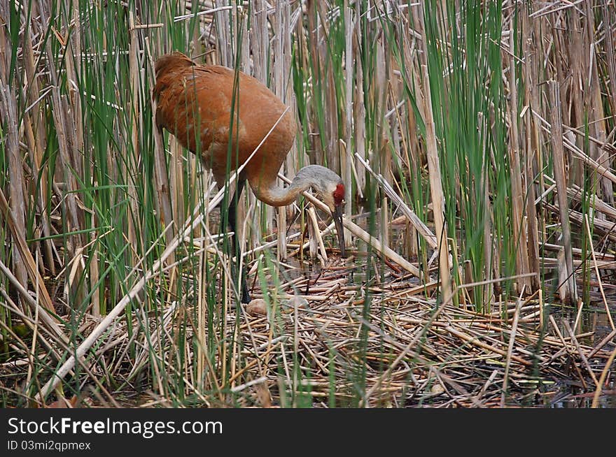 Nesting Sandhill Crane