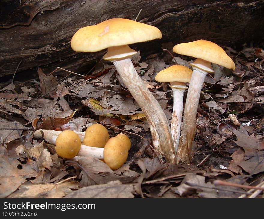 Armillaria mellea, the Honey Mushroom, is a fine edible.