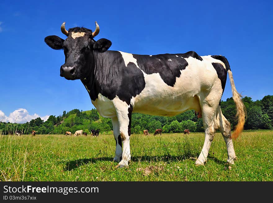 Cow on a summer pasture